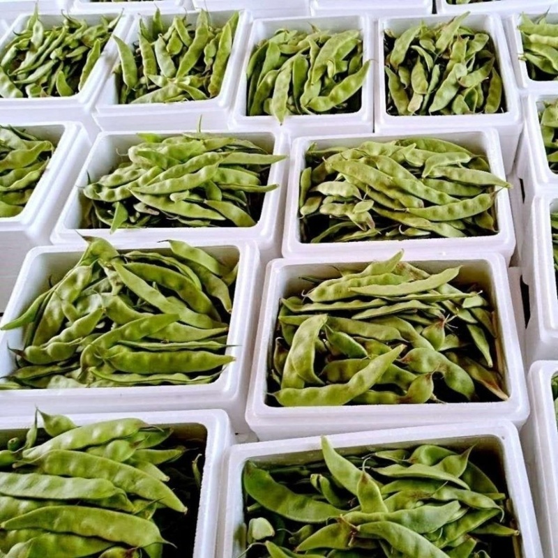吉林产区油豆角大量上市货源充足可代发全国
