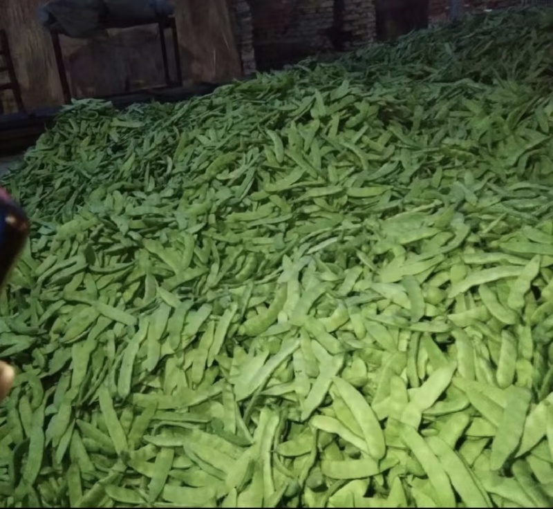 吉林产区油豆角大量上市货源充足可代发全国