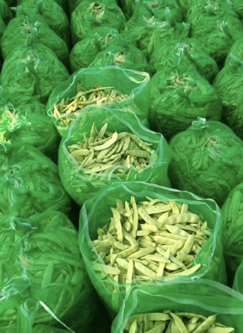 吉林产区油豆角大量上市货源充足可代发全国