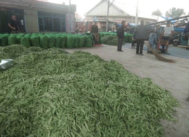 吉林产区油豆角大量上市货源充足可代发全国