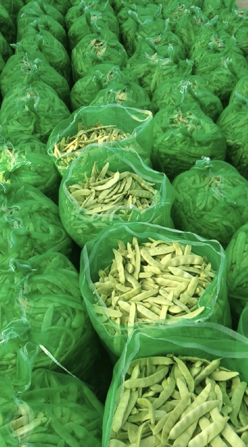 吉林产区油豆角大量上市货源充足可代发全国