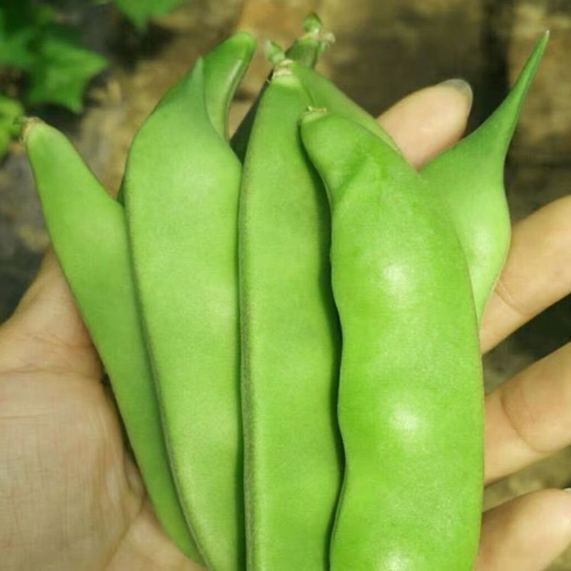 吉林产区油豆角大量上市货源充足可代发全国
