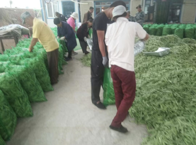 吉林产区油豆角大量上市货源充足可代发全国