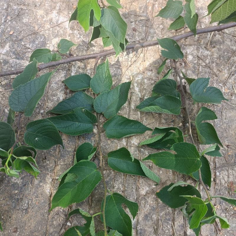 构树全诛整棵