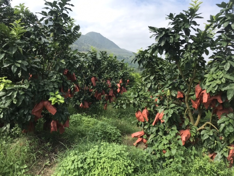 福建平和琯溪蜜柚，鲜肉多汁，超甜，现摘现卖，一手货源！