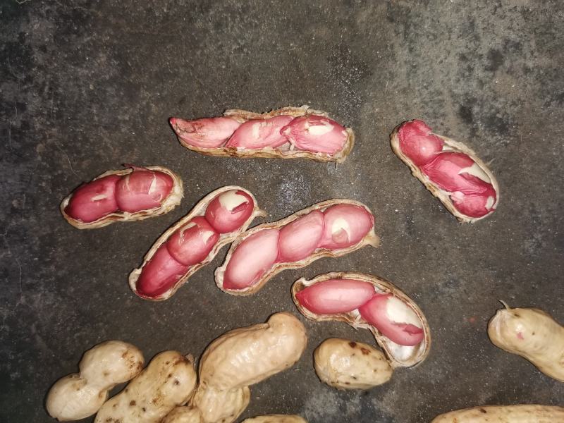 红米花生，红米花生大量上市。基地供货，品质有保证。