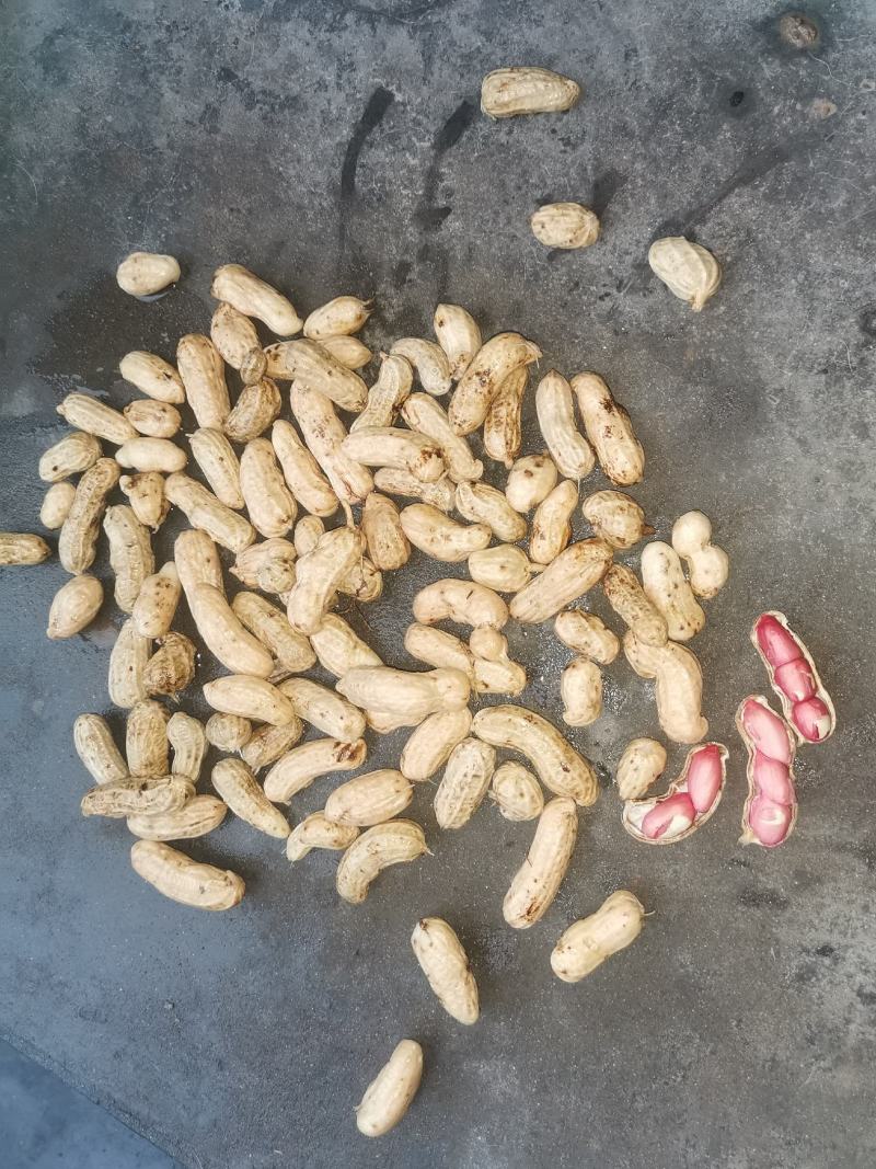 红米花生，红米花生大量上市。基地供货，品质有保证。