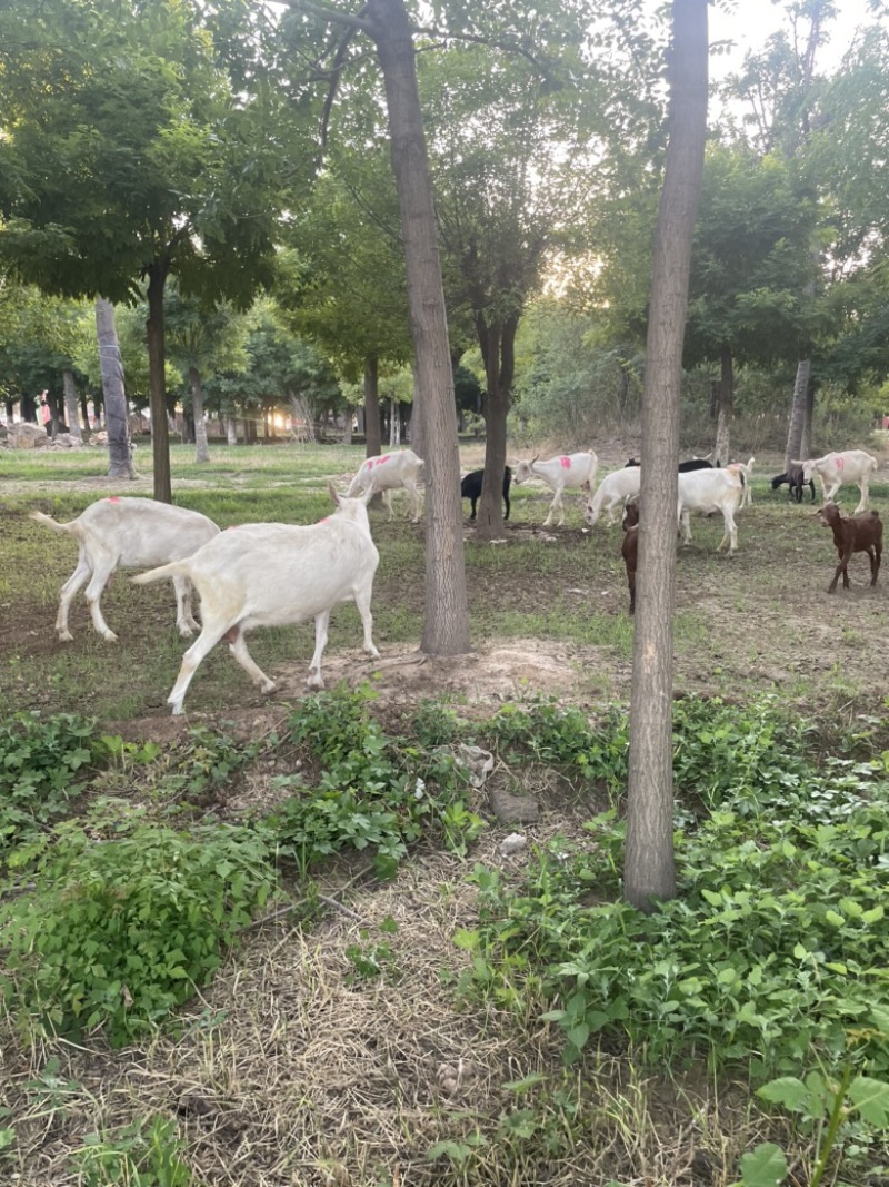 萨能奶山羊羊苗怀孕母羊