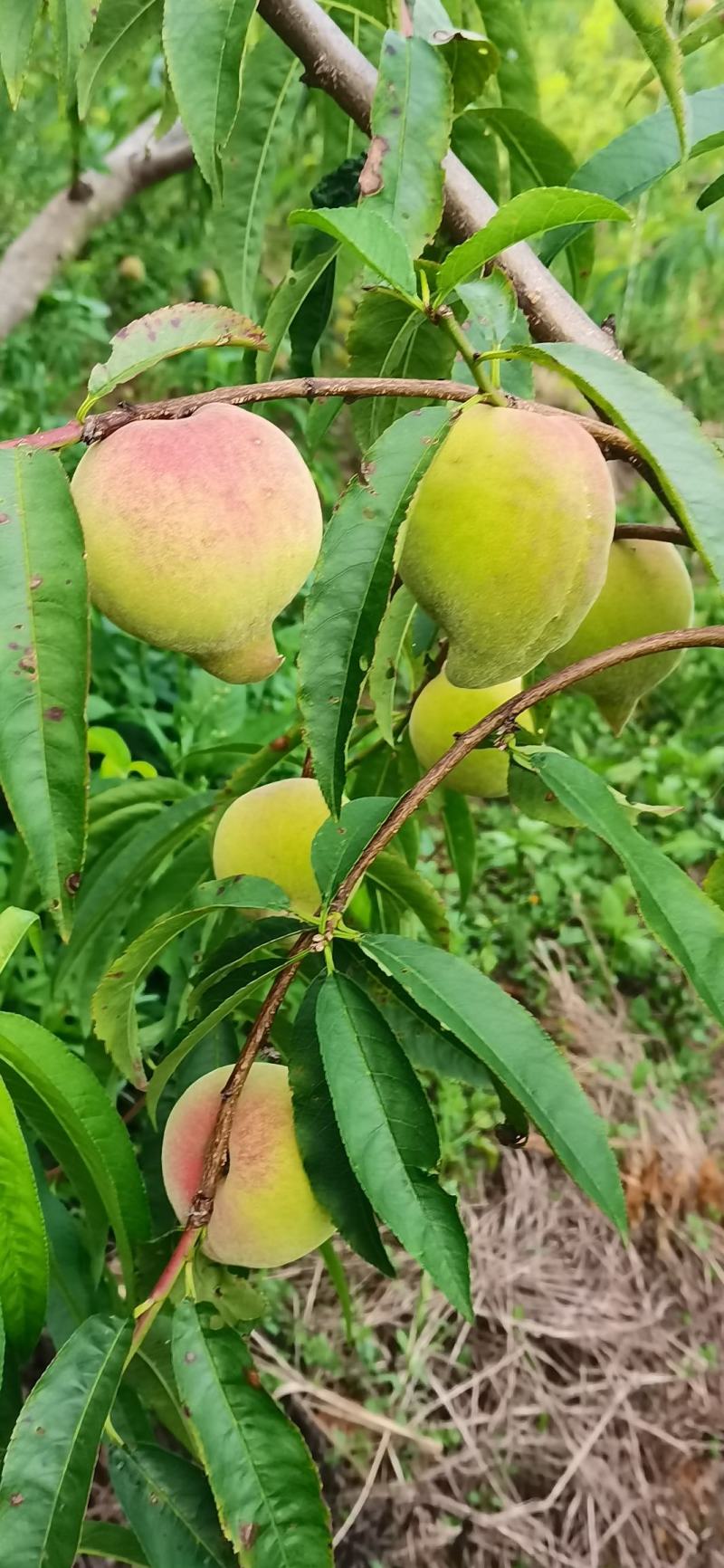 皮薄，甜，好吃