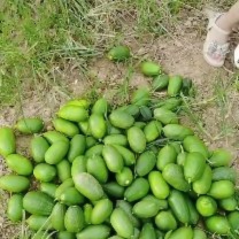 子弹头香水柠檬自产自销
