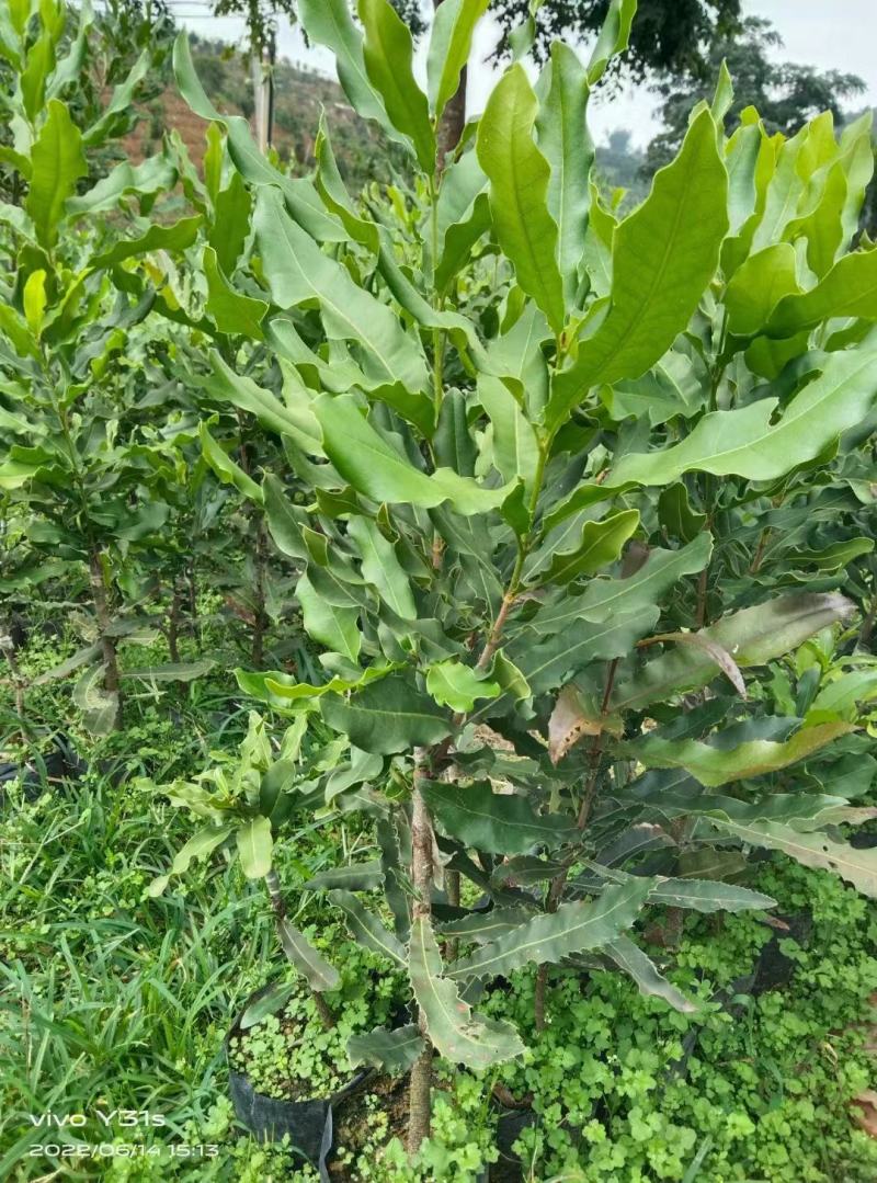 苗木种植批发