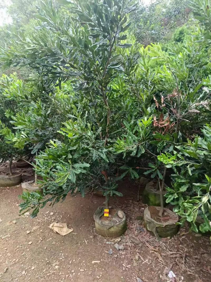 苗木种植批发