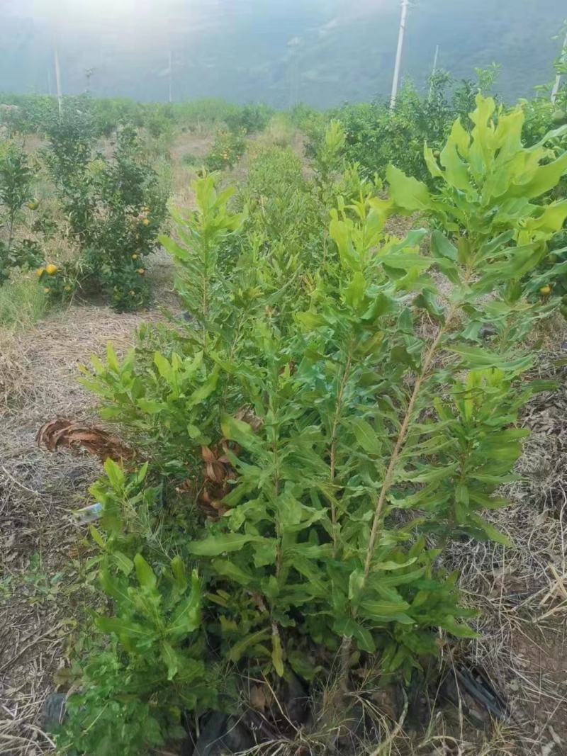 苗木种植批发
