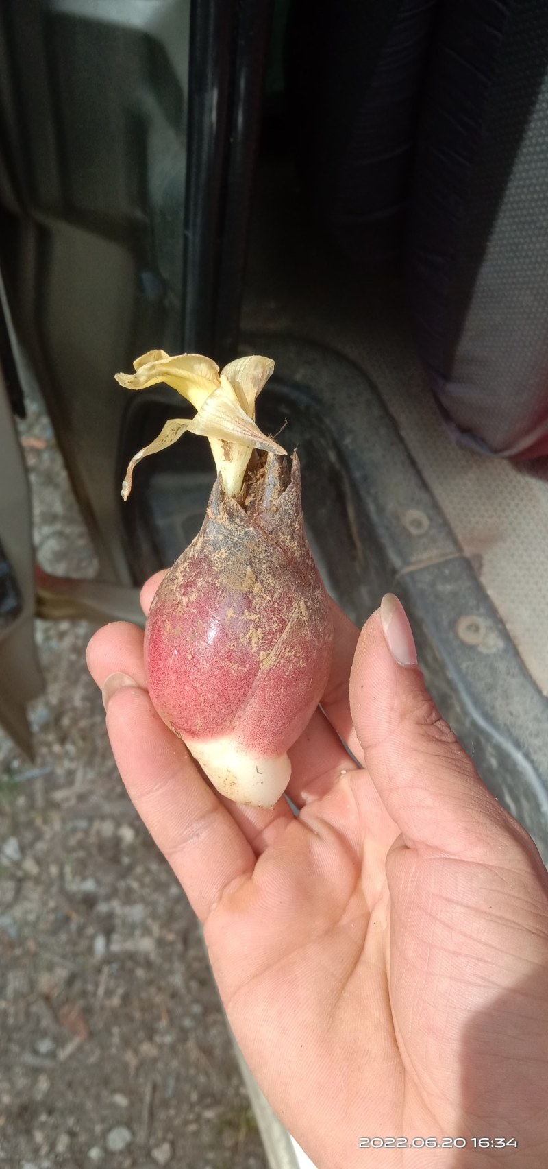 洋荷