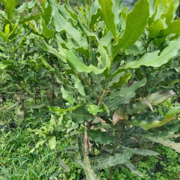 苗木种植批发