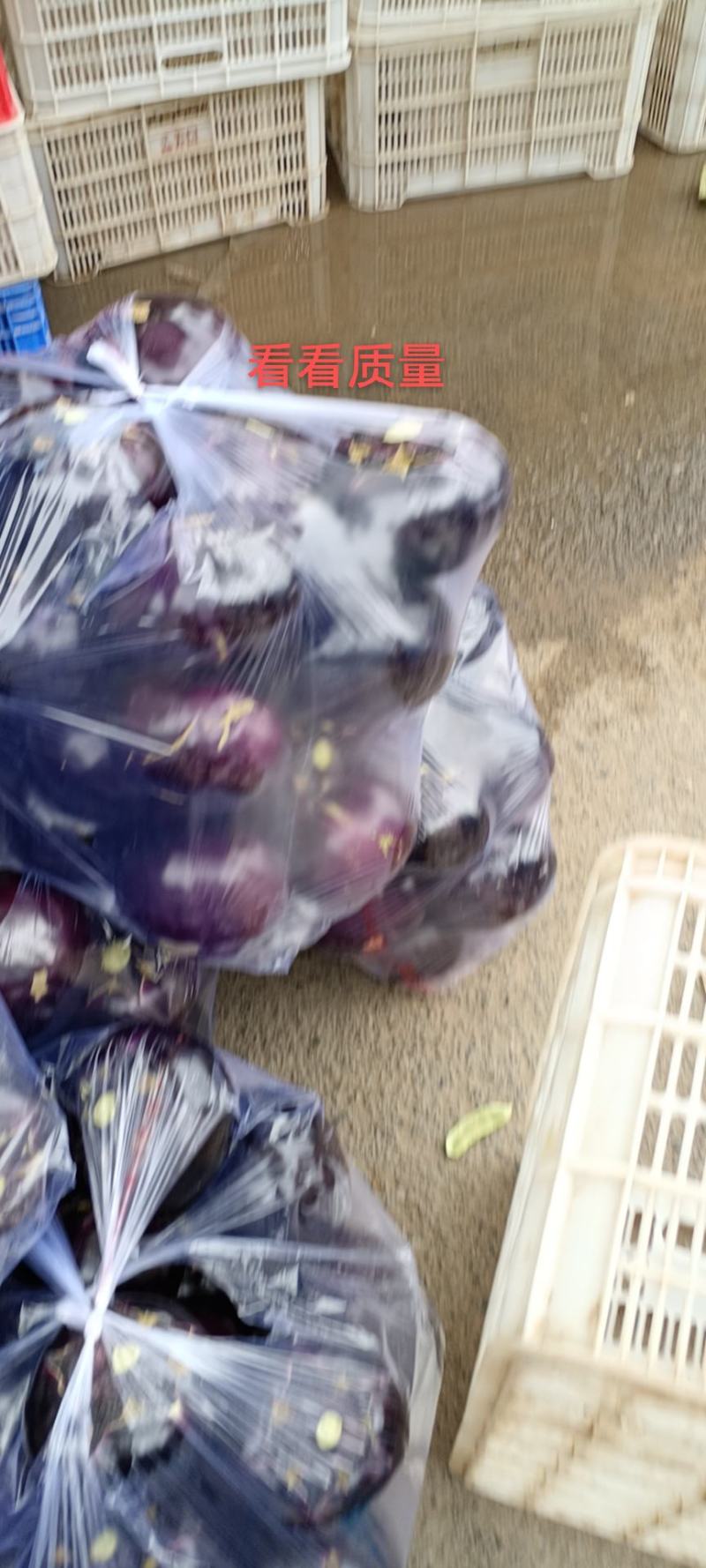 精品青茄子产地一手货源诚信合作欢迎来电咨询