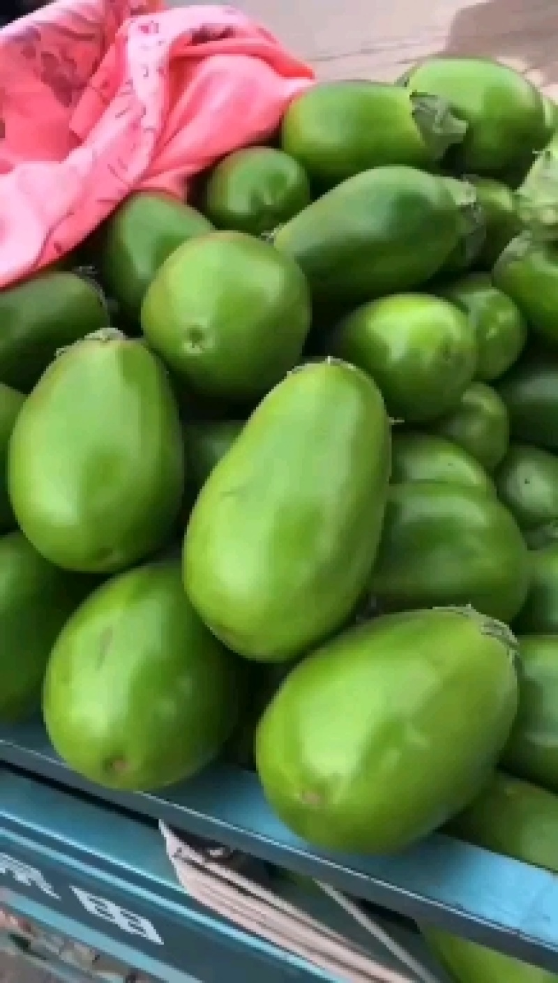 精品青茄子产地一手货源诚信合作欢迎来电咨询