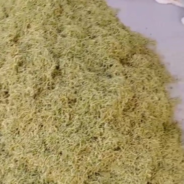 封丘金银花
