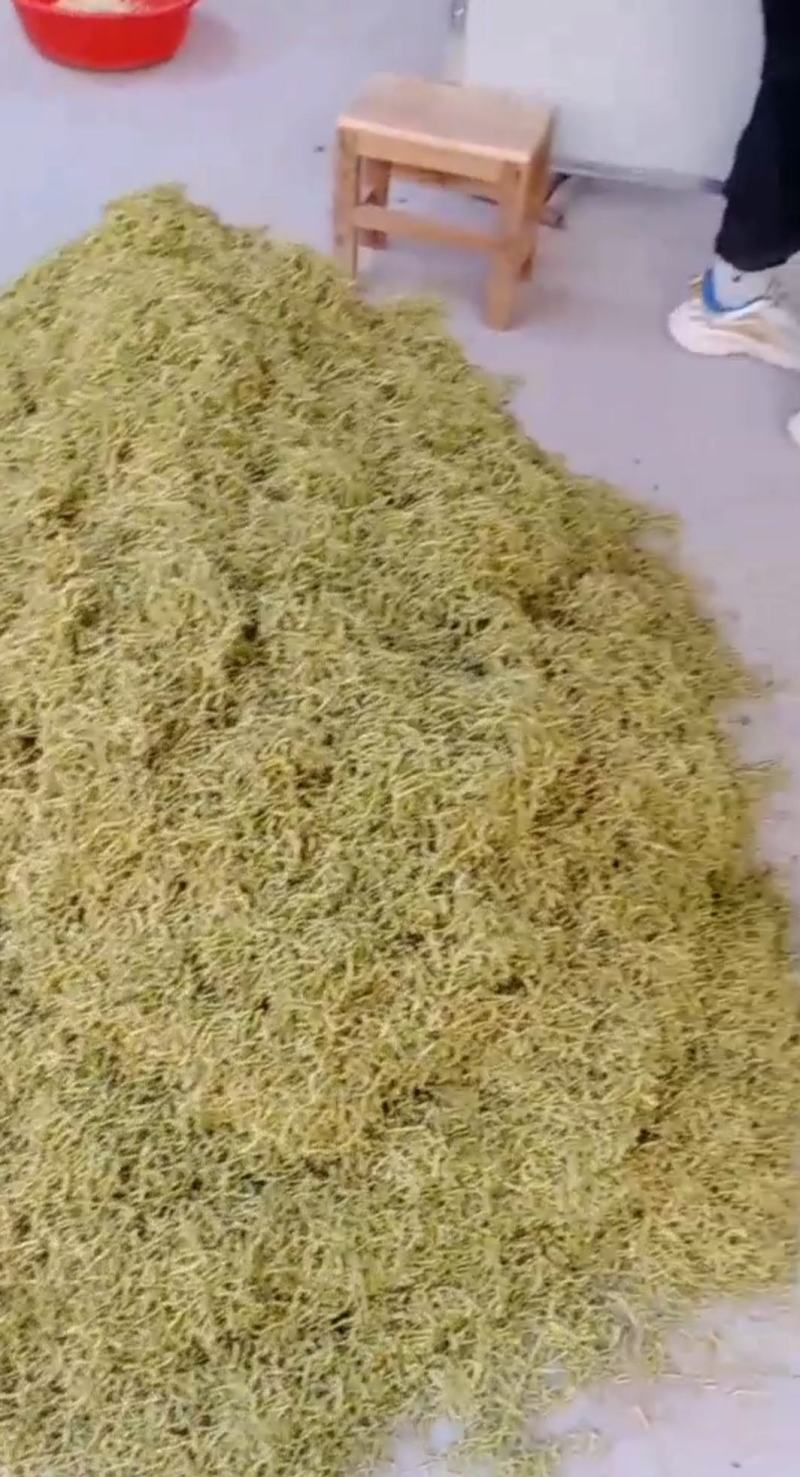 封丘金银花