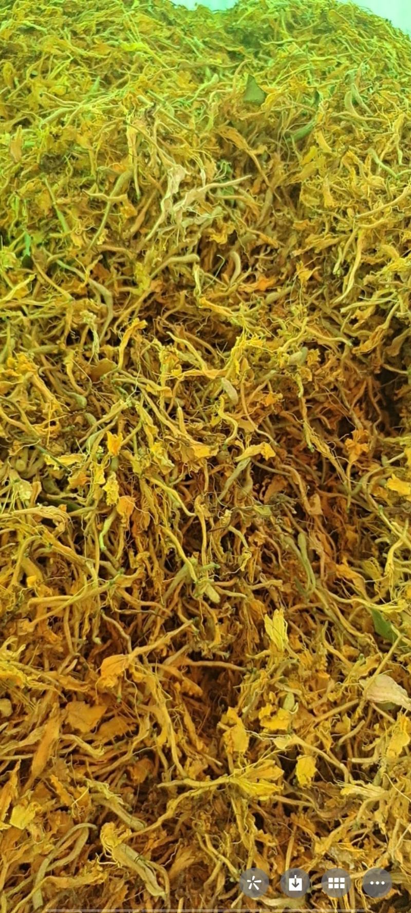 封丘金银花