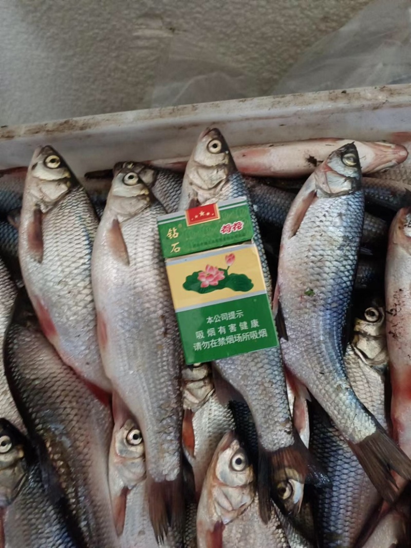 华子鱼