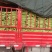 精品青油苦瓜，标准电商货，自已基地直供。日供十吨左右。