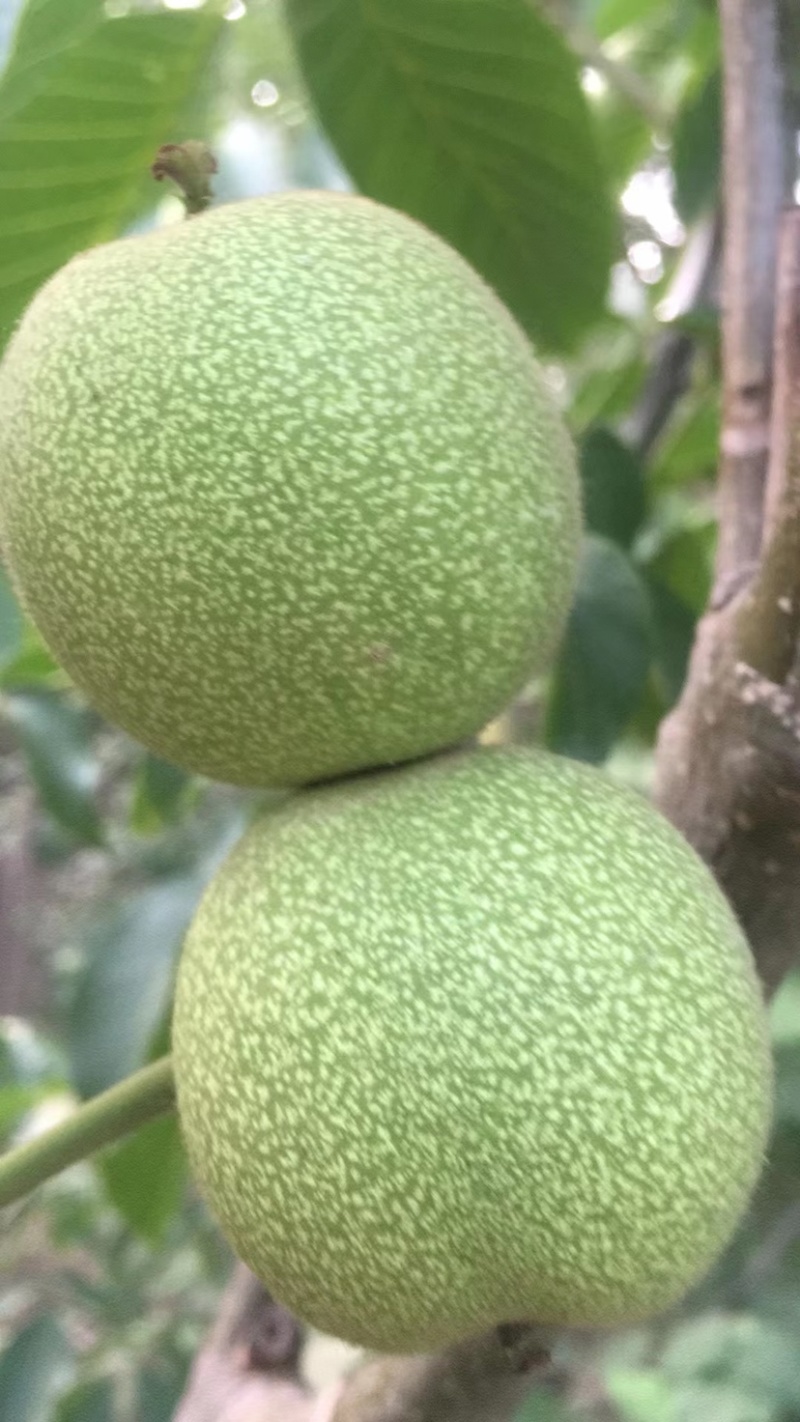辽核。香玲青皮核桃，手摘果实。装车快品质优