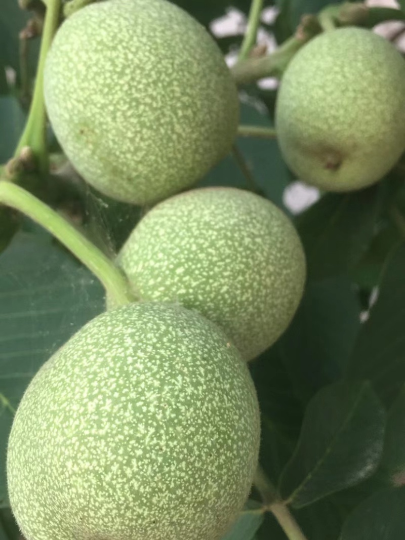 辽核。香玲青皮核桃，手摘果实。装车快品质优