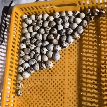 新鲜鹌鹑蛋散养鹌鹑蛋