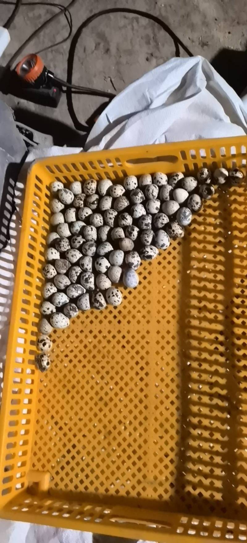 新鲜鹌鹑蛋散养鹌鹑蛋