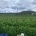 青豌。长寿仁。云南原生态豌豆。个大颗粒饱满。。。