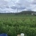 青豌。长寿仁。云南原生态豌豆。个大颗粒饱满。。。