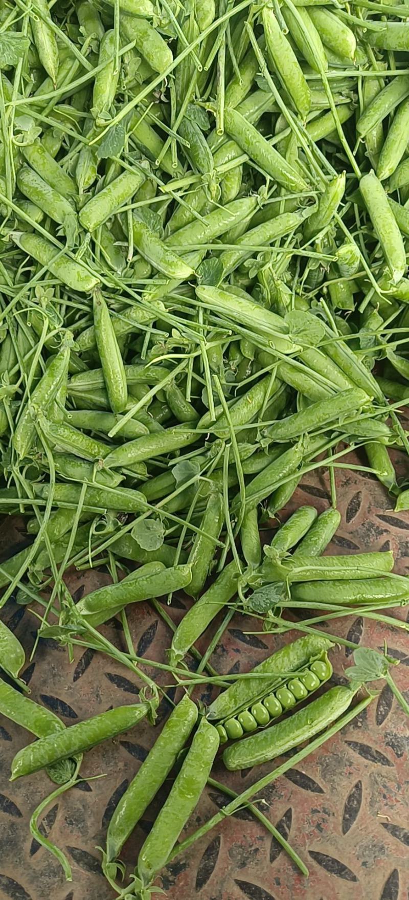青豌。长寿仁。云南原生态豌豆。个大颗粒饱满。。。