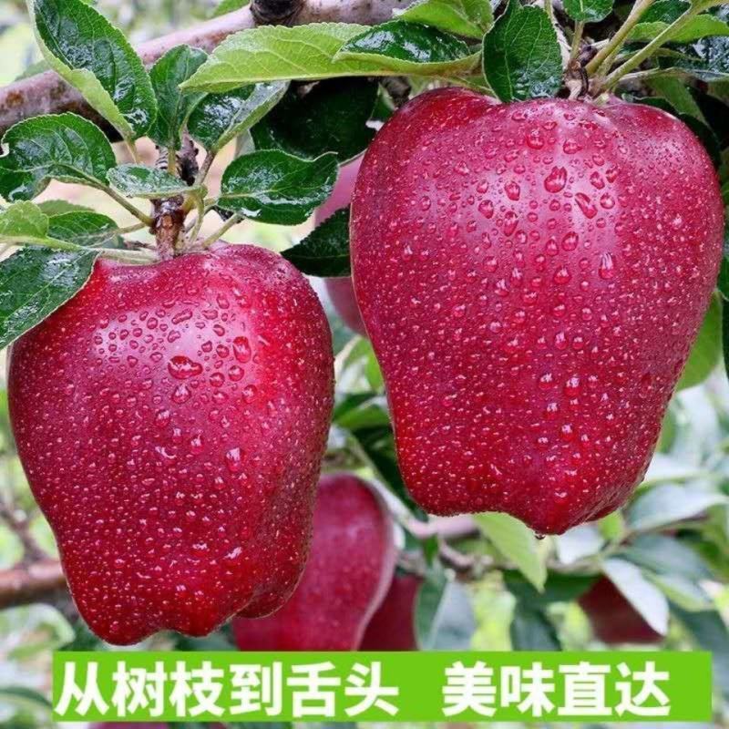 甘肃花牛苹果蛇果，产地直供，糖度高，一件代发