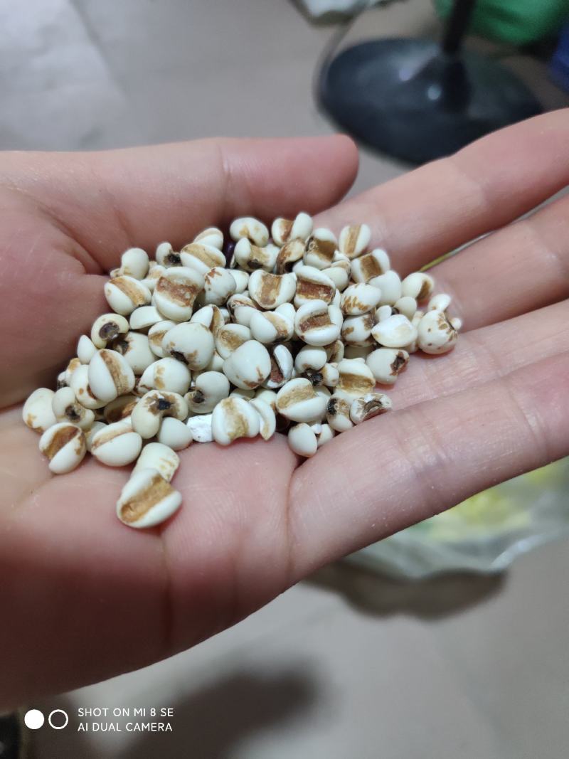 薏米仁农家特产新鲜大薏米新货无硫薏米