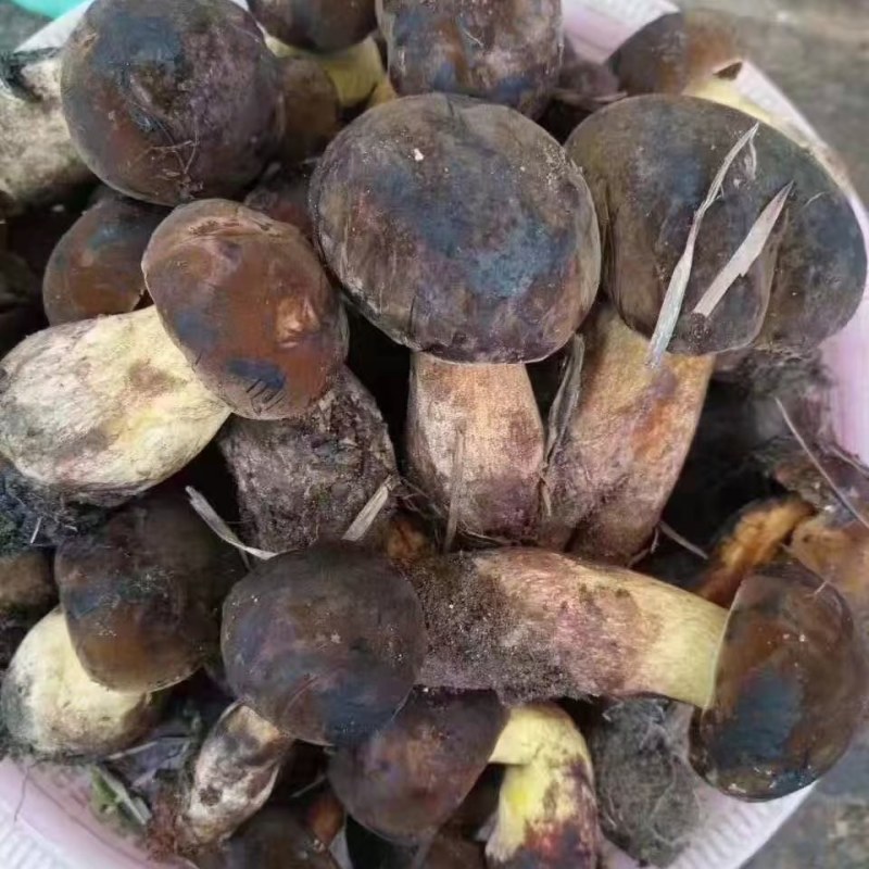 云南野生菌黑牛肝菌