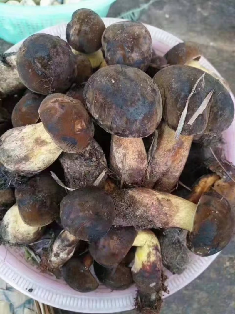 云南野生菌黑牛肝菌