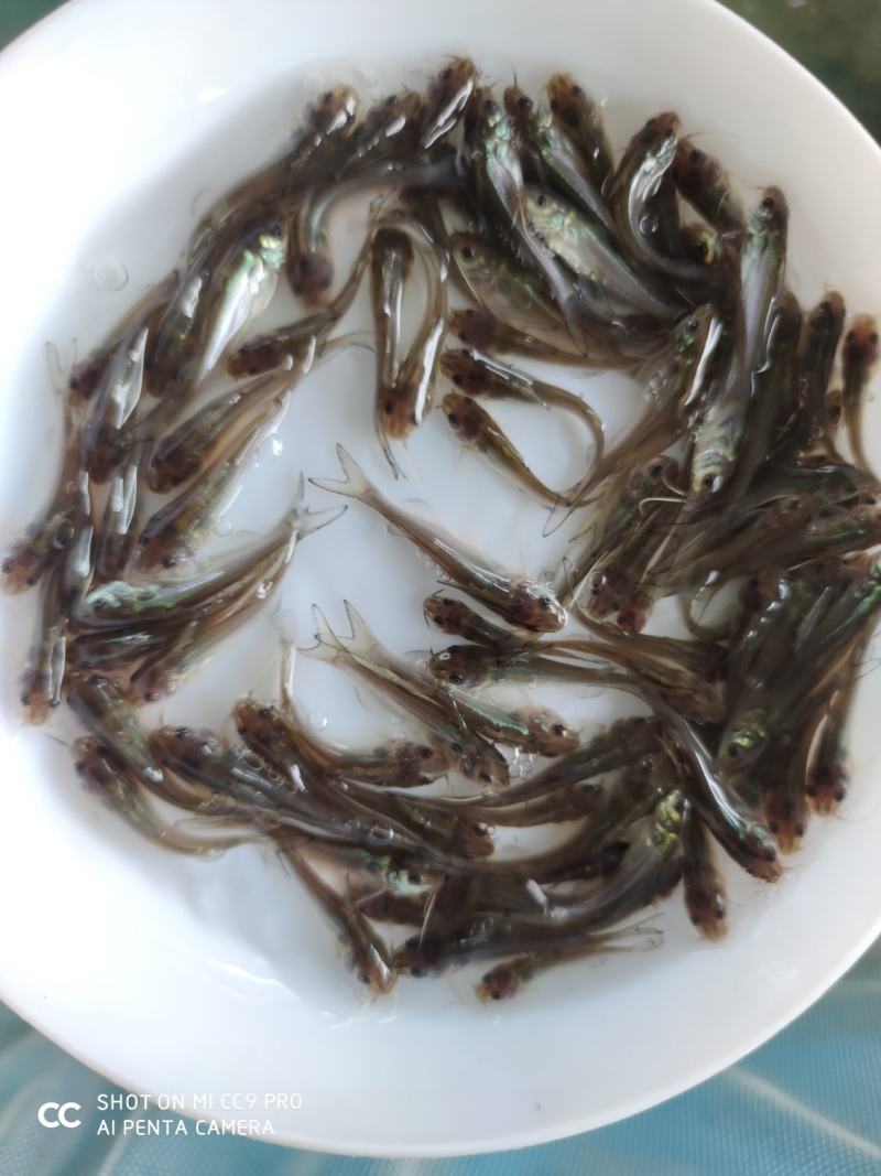 美国斑点叉尾鮰鱼江团鱼苗钳鱼苗淡水养殖批发零售