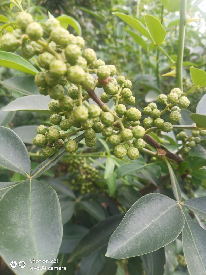 青花椒藤椒