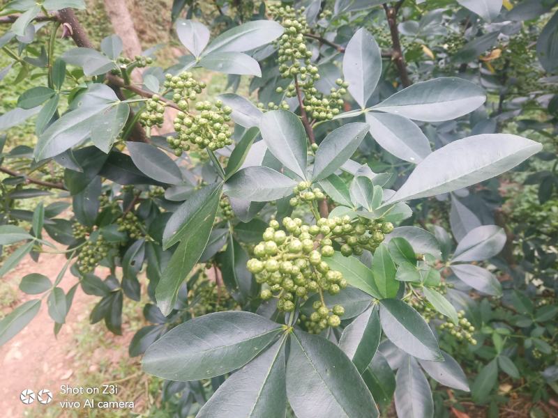 青花椒藤椒