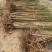 桃树苗。基地直发。现挖现发。保证成活率。量大优惠