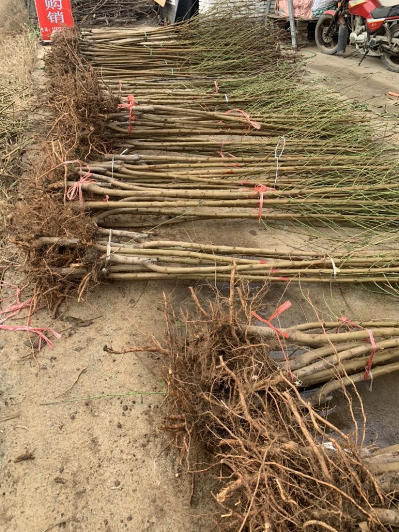 桃树苗。基地直发。现挖现发。保证成活率。量大优惠