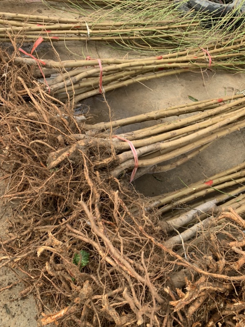 桃树苗。基地直发。现挖现发。保证成活率。量大优惠