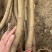 桃树苗。基地直发。现挖现发。保证成活率。量大优惠