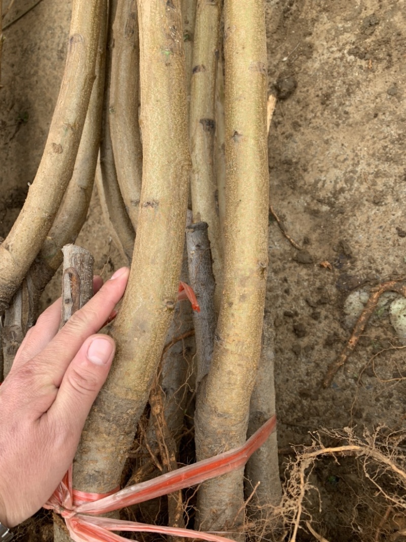 桃树苗。基地直发。现挖现发。保证成活率。量大优惠