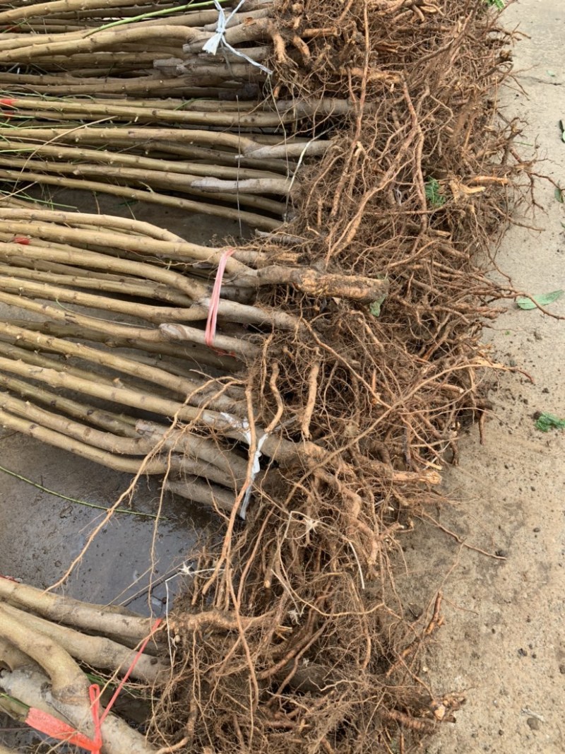 桃树苗。基地直发。现挖现发。保证成活率。量大优惠