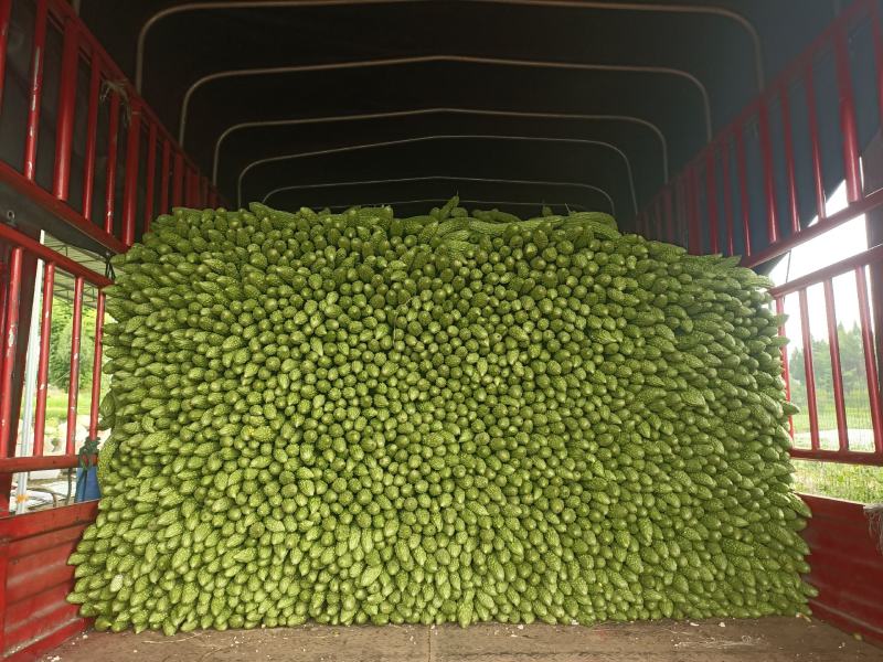 精品青油苦瓜，标准电商货，自已基地直供。日供十吨左右。