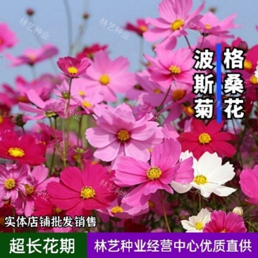 波斯菊种子花种籽格桑花四季开花易活花籽庭院外花卉野花组合