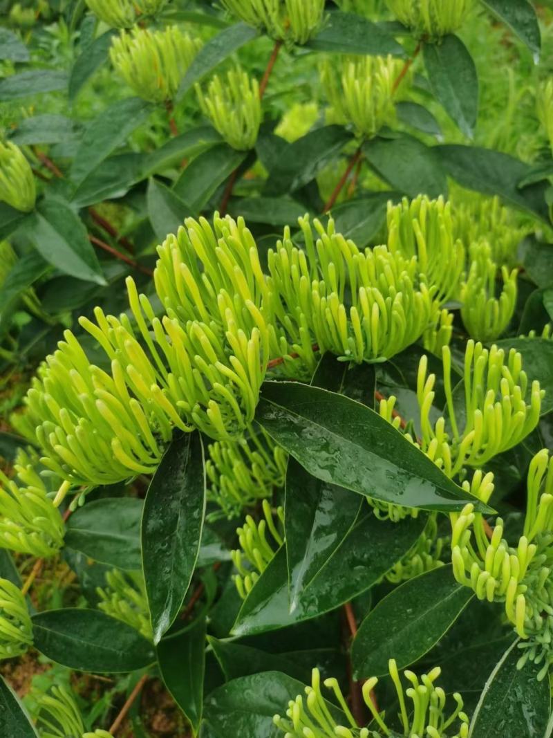 山银花