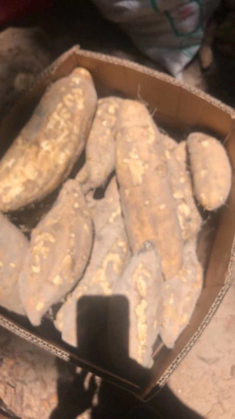 黄皮黄心鸡骨香